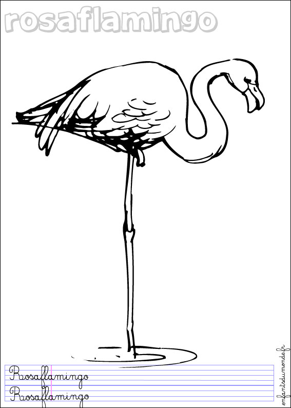 coloriage flamant rose 1