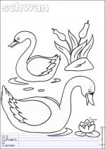 coloriage-cygne-1