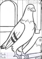coloriage-pigeon-1