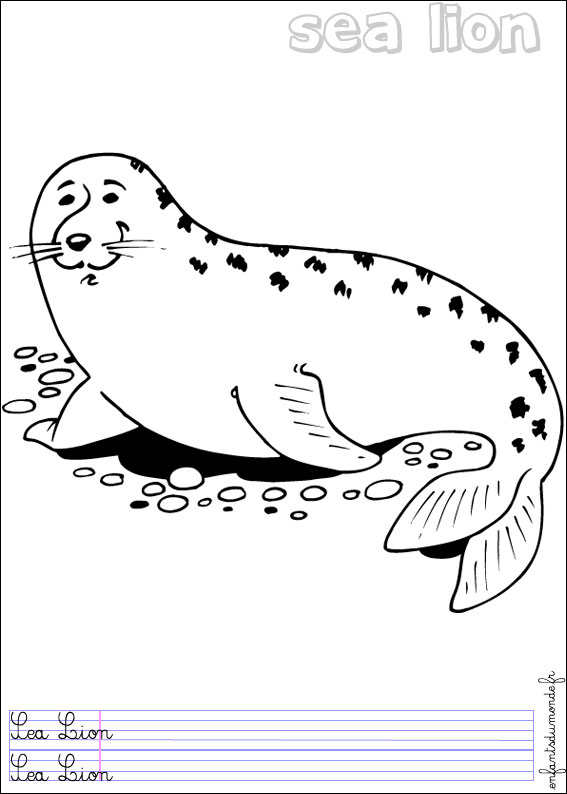 enfantsdumonde fr anglais animaux froid coloriage otarie 1