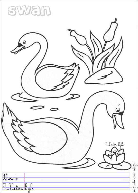 coloriage cygne 1