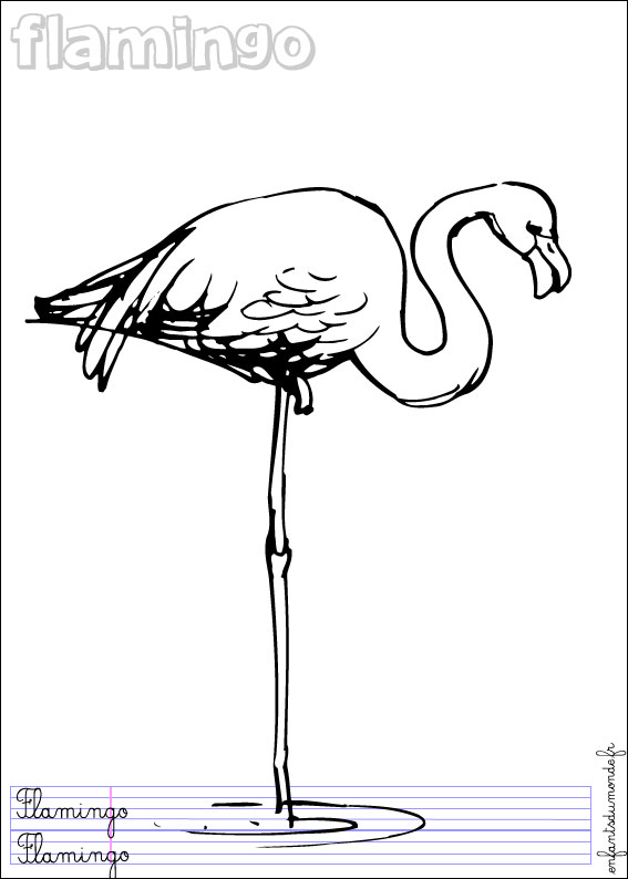 coloriage flamand rose 1