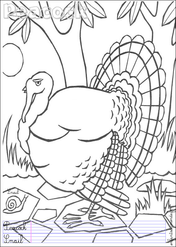 coloriage paon 1