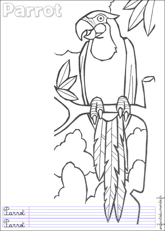 coloriage perroquet 1