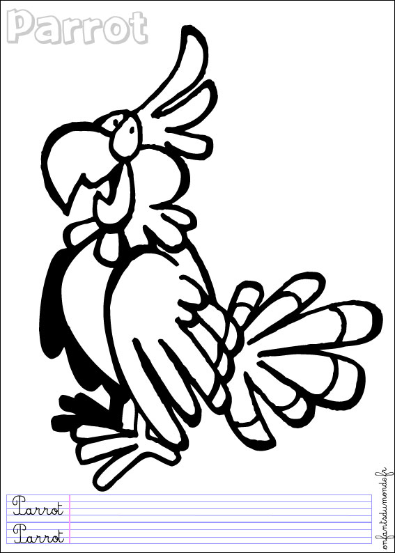 coloriage perroquet 3