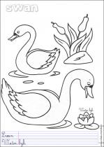 coloriage-cygne-1