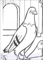 coloriage-pigeon-1