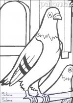 coloriage-pigeon-1
