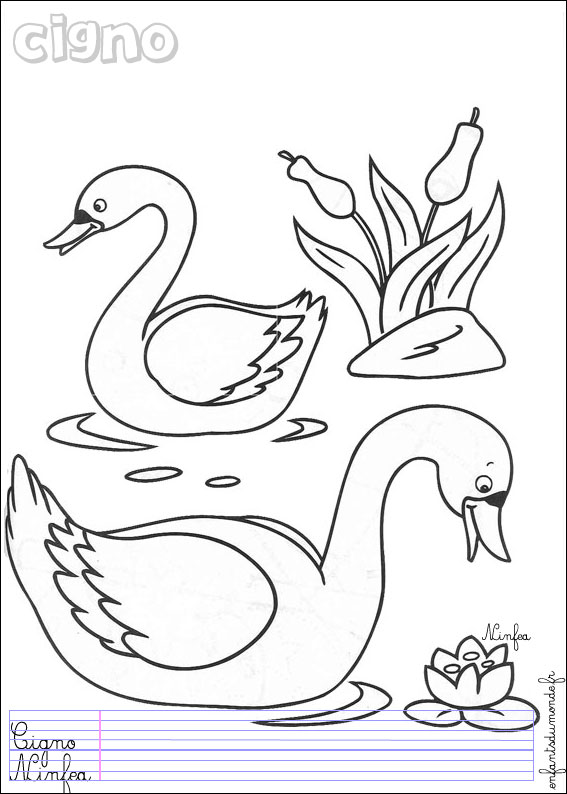 coloriage cygne 1