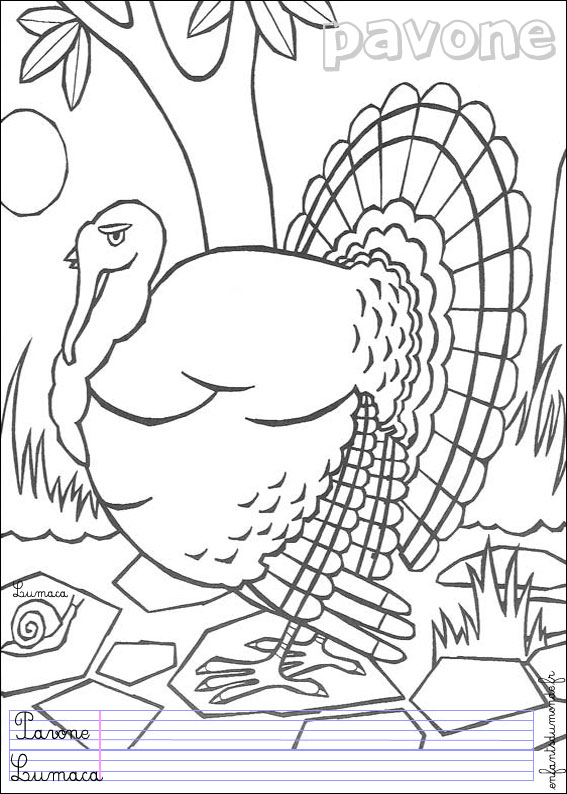 coloriage paon 1