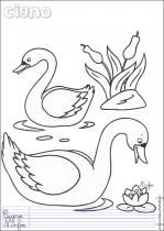 coloriage-cygne-1