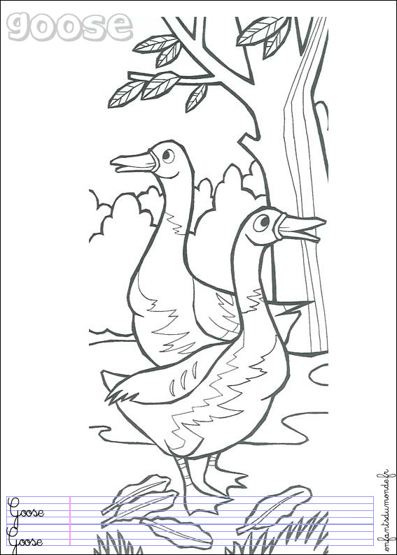 coloriage oie 1 .:. Coloriages Oiseaux en anglais